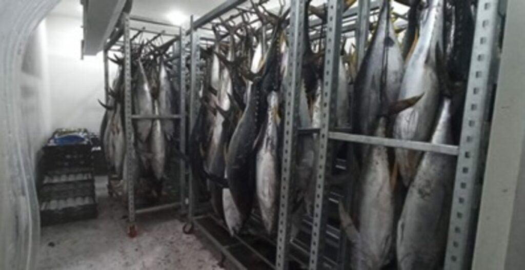 Nelayan Demta Hasilkan 287.963 Kg Ikan Hingga Triwulan III 2024, DKP Jayapura Laporkan Peningkatan