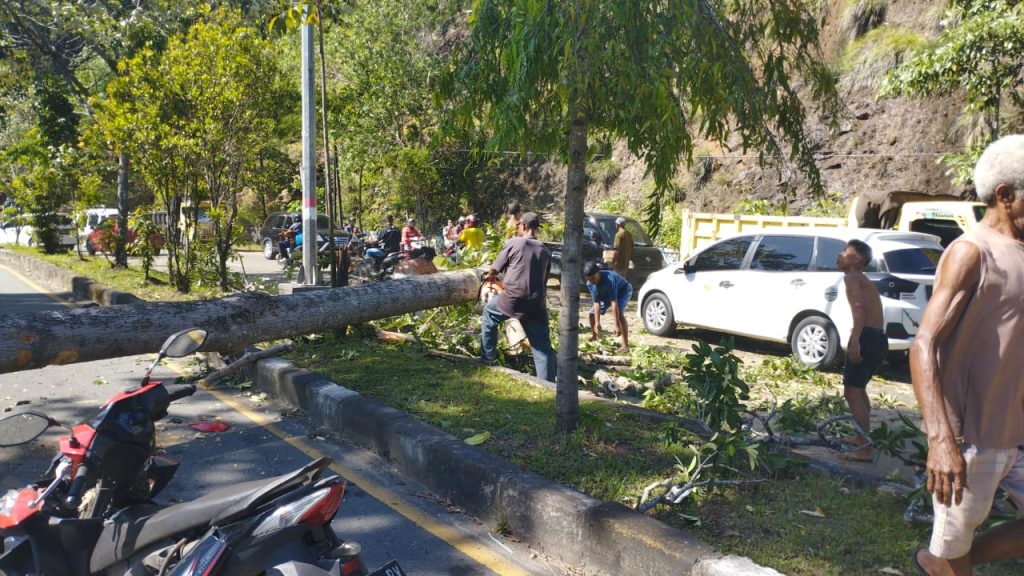 Kecelakaan di Sentani Timur, Pohon Tumbang Menimpa Pengendara Motor