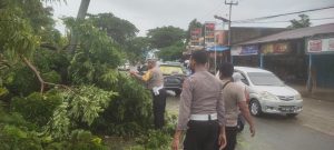 Polres Jayapura Sigap Bersihkan Pohon Tumbang, Lalu Lintas Kembali Normal