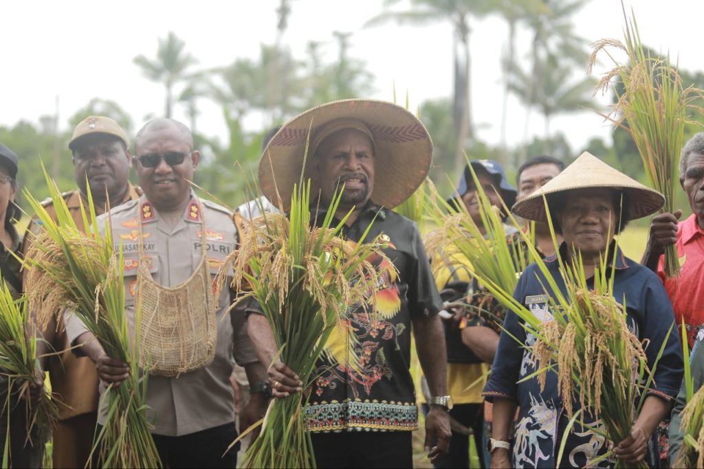 Mengembangkan Ekonomi dari Kampung: Bupati Yunus Wonda Panen Perdana Jagung di Kemtuk