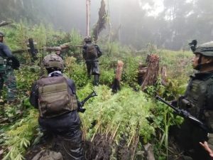 Satgas TNI Ungkap Ladang Ganja di Serambakon: Benarkah Jadi Sumber Dana Kelompok Bersenjata?