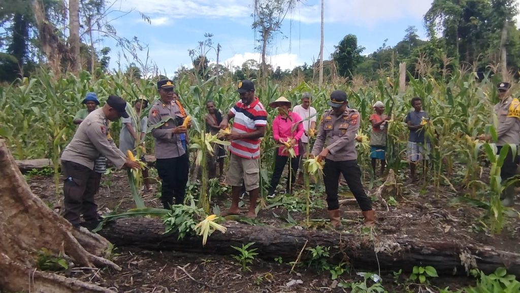Petani Kampung Sisik Panen Jagung, Kapolsek Kaureh: Tantangan Pemasaran Jadi PR