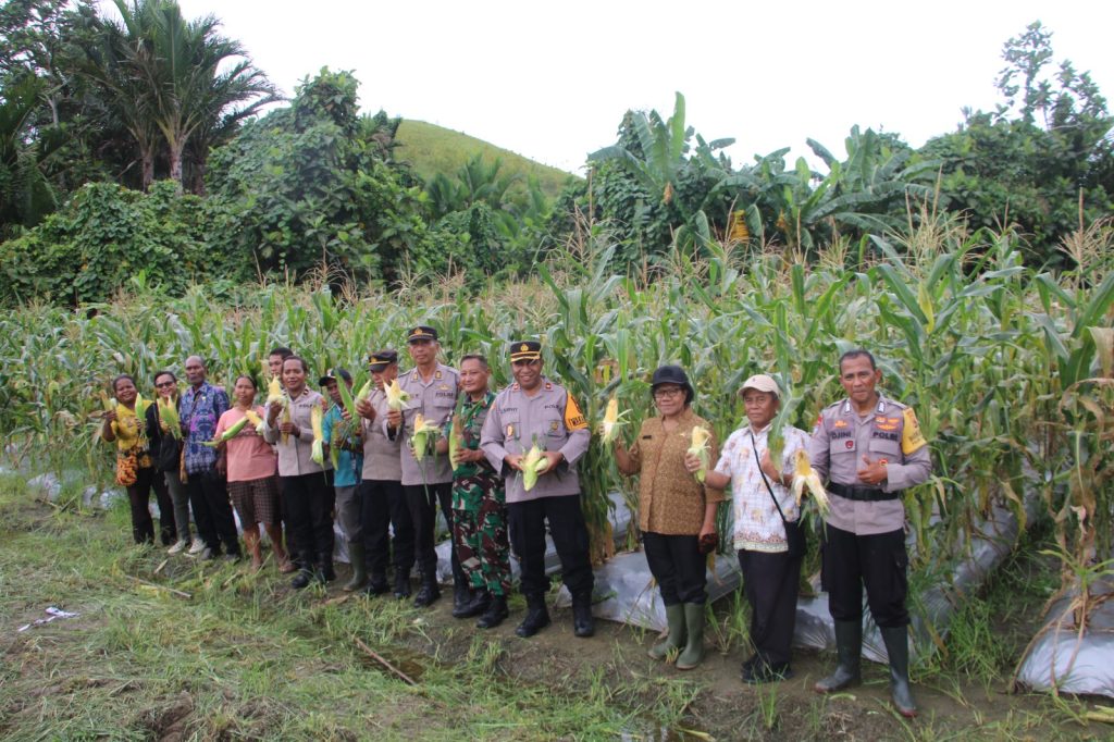 Polsek Sentani Kota Gelar Panen Raya Jagung, Wujud Nyata Dukung Ketahanan Pangan Nasional
