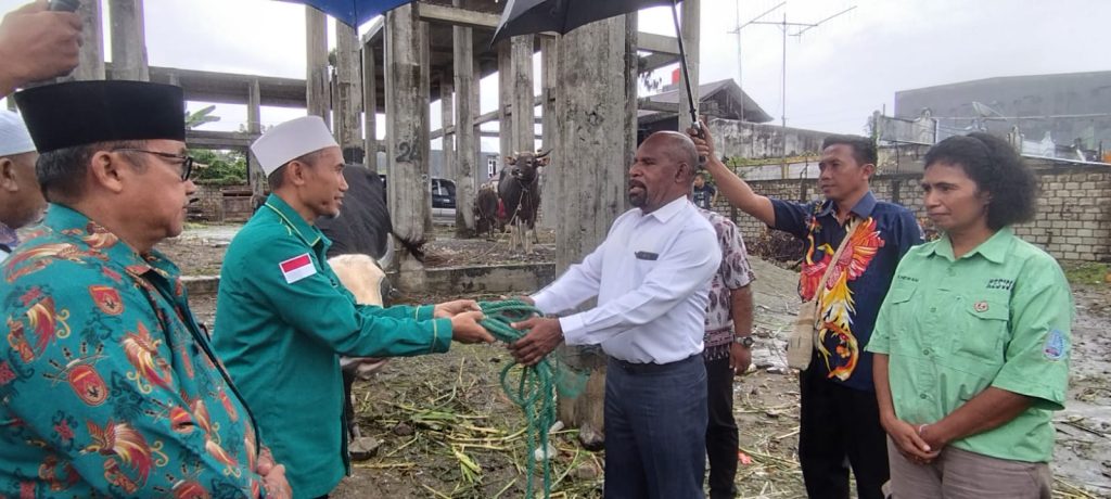 Bupati Yunus Wonda Serahkan Bantuan Sapi Kurban dari Presiden Prabowo seberat 800 Kg