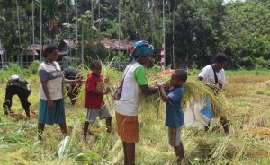 Dana Desa 2025, Kampung Lapua Buka 3,2 Hektare Lahan Padi Ladang