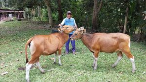 “Presiden Prabowo Kirim Bantuan Ternak Sapi, Ondo Kampung Sabron: Ini Warisan untuk Anak Cucu Papua”