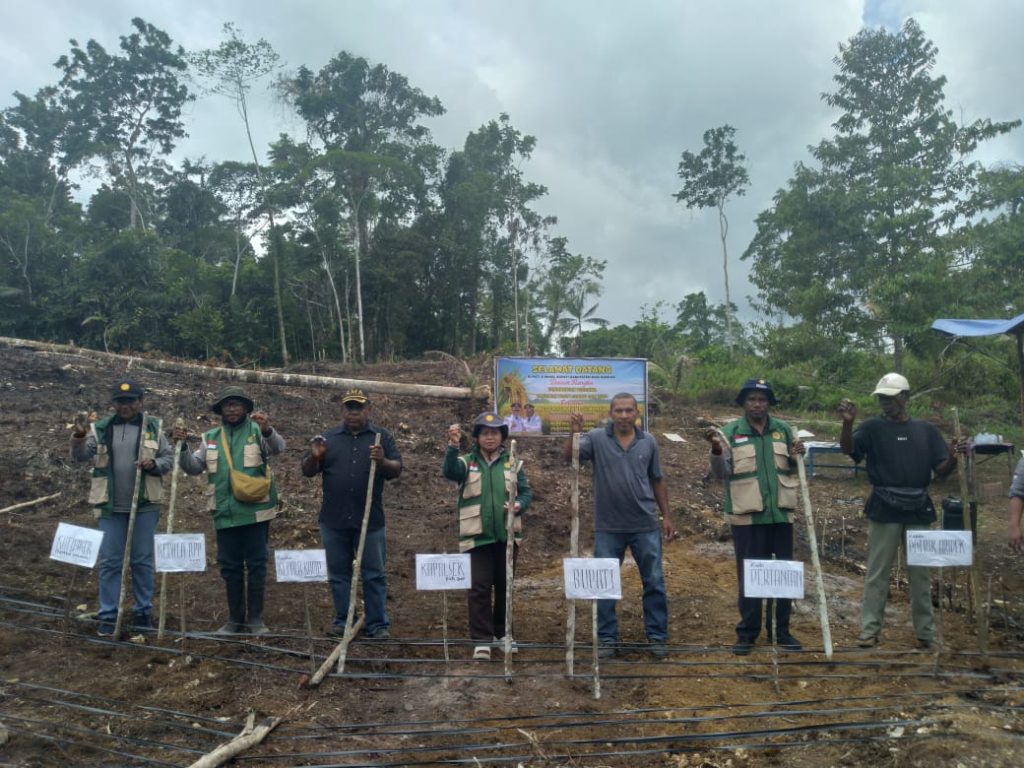Padi Gogo dan Kopi Ditanam Perdana, Sinyal Kuat Kebangkitan Pertanian Biak Numfor