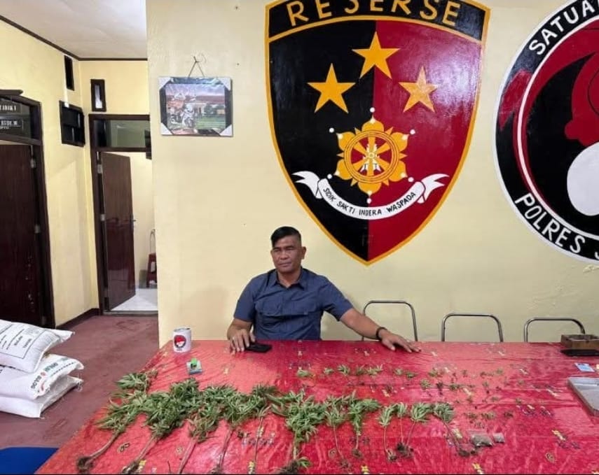 ASN Jayawijaya Diciduk, Jalankan “Pabrik” Miras dan Kebun Ganja