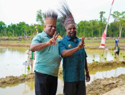 Tanam Padi Perdana di Kemtuk Gresi, Gubernur dan Bupati Jayapura Gas Pol Kedaulatan Pangan