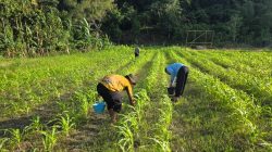 Polres Jayapura Optimalkan Lahan Pertanian Demi Kemandirian Pangan