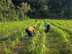 Polres Jayapura Optimalkan Lahan Pertanian Demi Kemandirian Pangan