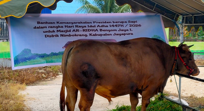 Tampak Sapi kurban yang di serahkan Bupati Yunus Wonda di Kampung Benyom Jaya, Distrik Nimbokrang