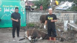 Masjid Babul Jannah Sentani Terima 9 Sapi Kurban, Jamaah Apresiasi Bantuan Bupati Jayapura