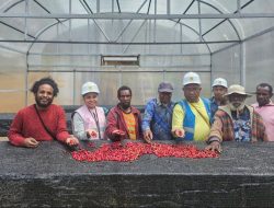 PLN Ubah Nasib Petani Lanny Jaya, Kopi Tiom Kini Bernilai Tinggi