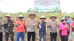 Kapolres Jayapura Ajak Petani Perkuat Ketahanan Pangan Lewat Panen Raya Jagung
