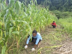 Sat Binmas Polres Jayapura Bersihkan Lahan Jagung, Bukti Polisi Ikut Jaga Ketahanan Pangan