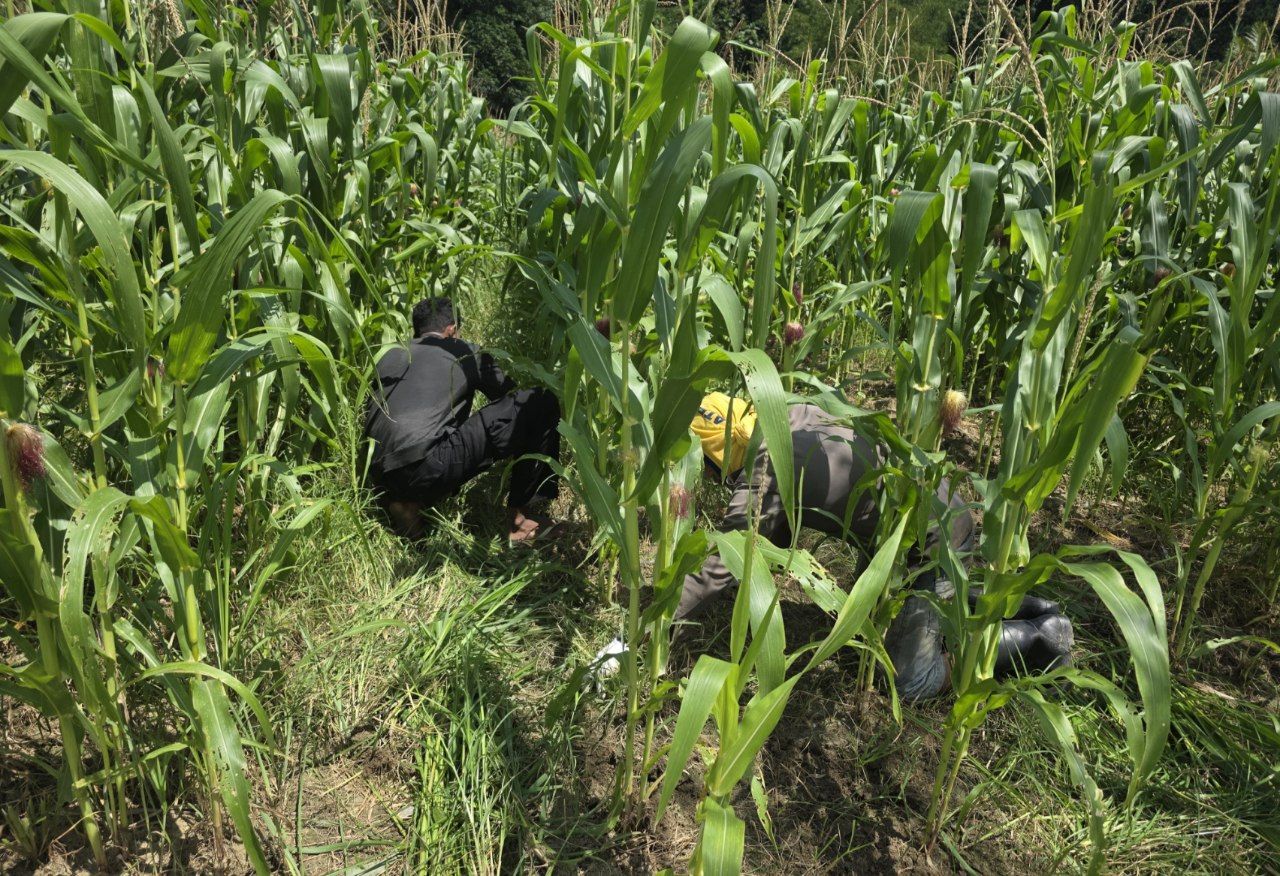 Tampak personel Sat binmas polres Jayapura ketika membersihkan lahan jagung