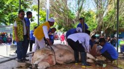 Sapi Kurban dari Bahlil Lahadalia Jadi Berkah Idul Adha di Jayapura