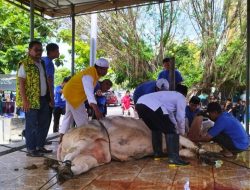 Sapi Kurban dari Bahlil Lahadalia Jadi Berkah Idul Adha di Jayapura
