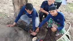 Masjid Al Mukarromah Yonif 751/VJS Sembelih 12 Sapi Kurban, Apresiasi Bantuan Bupati Jayapura