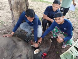 Masjid Al Mukarromah Yonif 751/VJS Sembelih 12 Sapi Kurban, Apresiasi Bantuan Bupati Jayapura