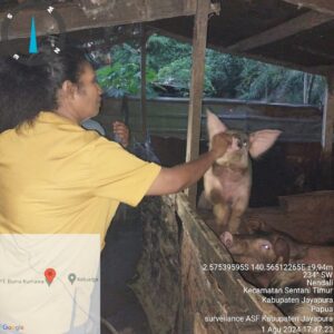 Cegah Hog Cholera, Pemkab Jayapura Imbau Vaksinasi Ternak Babi Usia Dini