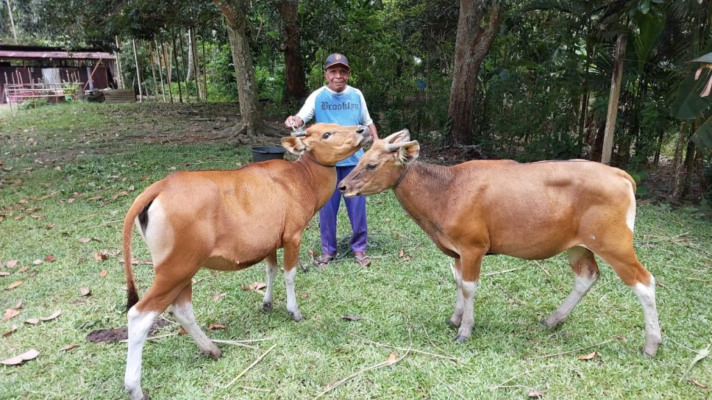 “Presiden Prabowo Kirim Bantuan Ternak Sapi, Ondo Kampung Sabron: Ini Warisan untuk Anak Cucu Papua”