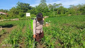Polisi Turun ke Lahan Jagung Nimbokrang, Semprot Gulma Demi Sukseskan Ketahanan Pangan