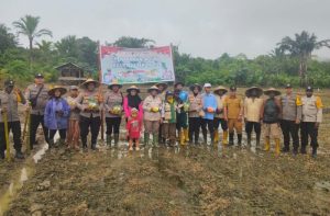Dukung Ketahanan Pangan Nasional, Polres Jayapura Tanam Jagung Bersama Kelompok Tani di Namblong