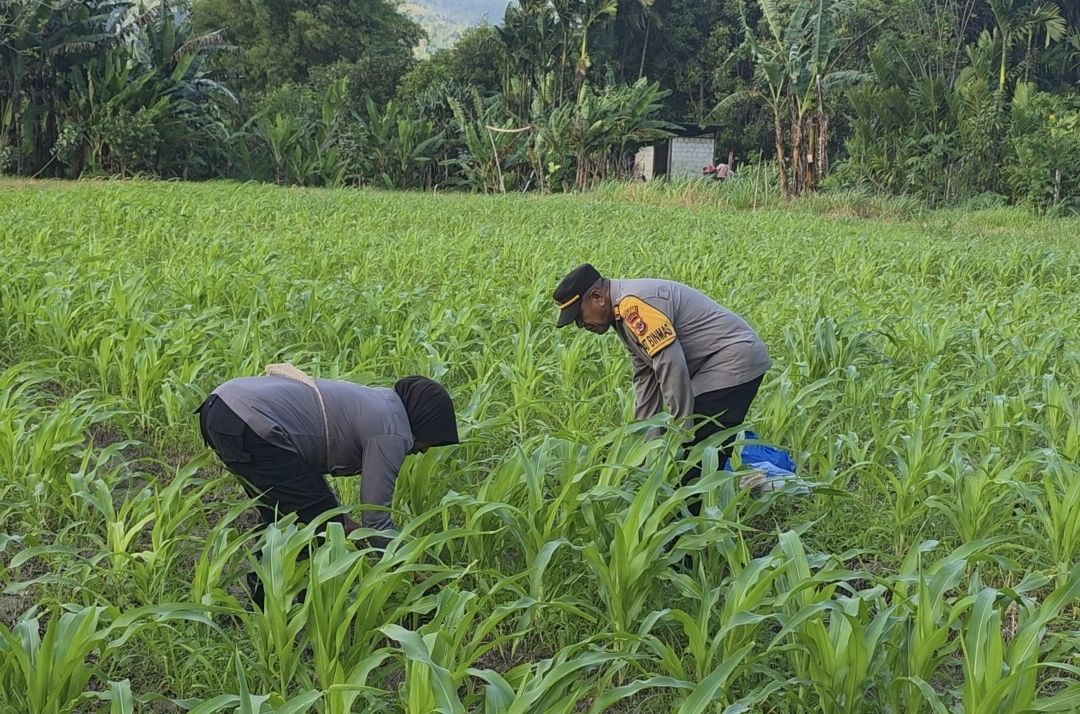 Nampak Kasat Binmas AKP. Yonias Purwanto, bersama Kabag SDM Arianti Hubi, melakukan pemupukan jagung