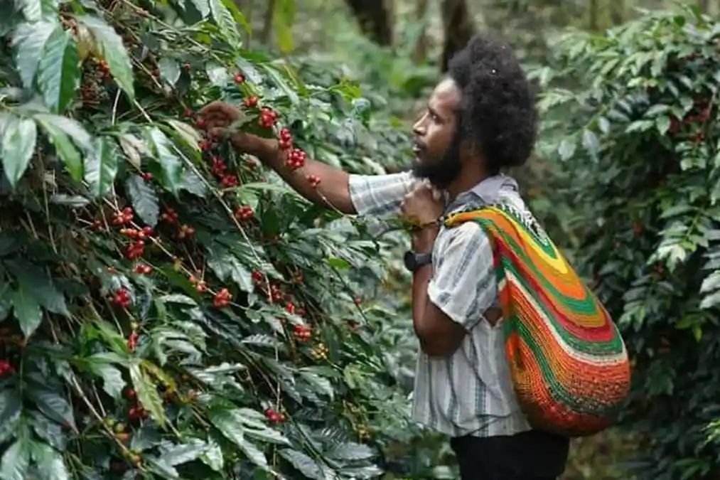 Kopi Tiom binaan PT PLN Persero