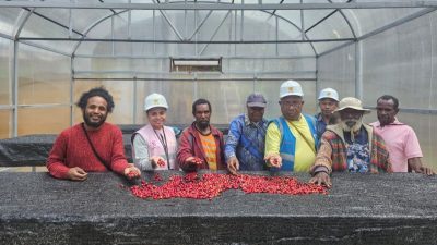 PLN Ubah Nasib Petani Lanny Jaya, Kopi Tiom Kini Bernilai Tinggi