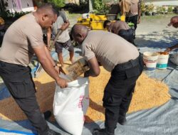 Polres Jayapura Olah 730 Kilogram Jagung Hasil Panen, Siap Masuk Tahap Pengeringan