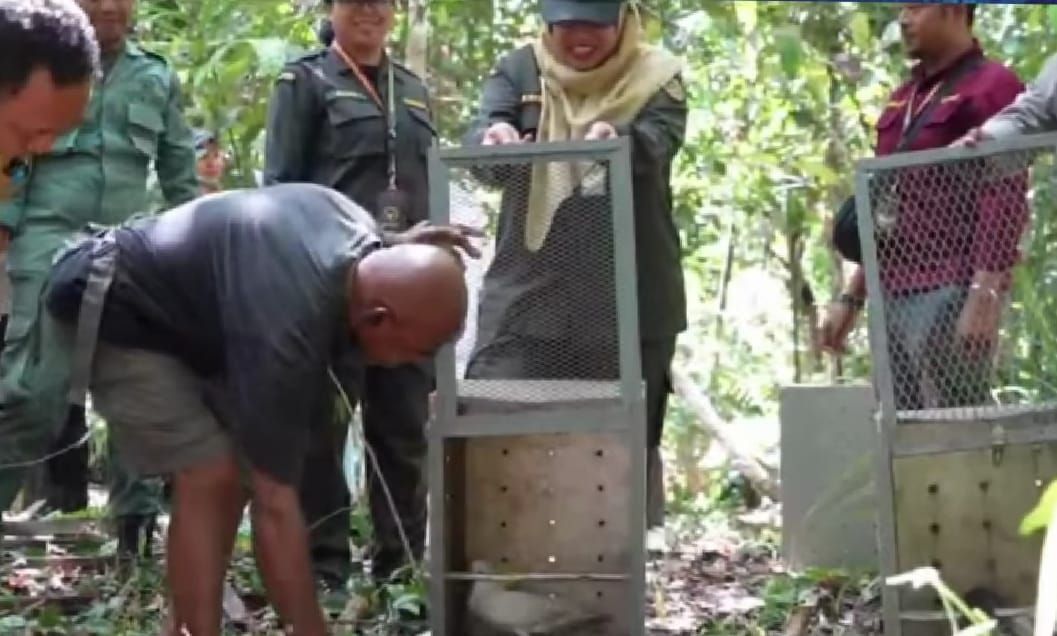 Balai Karantina Papua lepas Satwa Endemik di Rhepang Muaif,